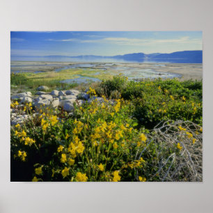 BEAR LAKE, UT, US, monkey-flower & tumbleweed, Poster