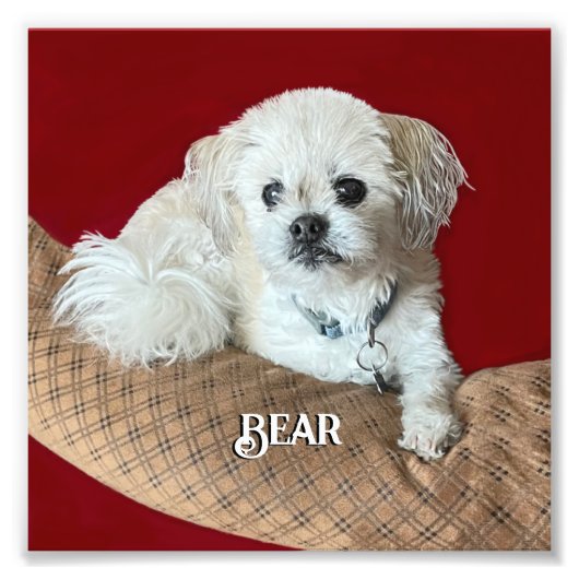 Bear the Malshi Relaxen Fotodruck (Vorne)