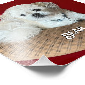 Bear the Malshi Relaxen Fotodruck (Ecke)