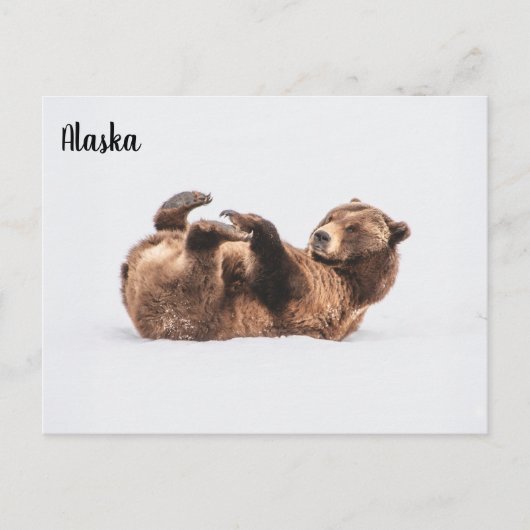 Bear Wildlife Alaska Postkarte (Vorderseite)