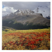 Bearberry im Frühherbst Athabasca Peak in Fliese (Vorderseite)