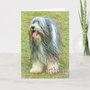 Bearded Collie Birthday Card Karte