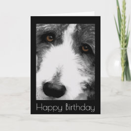 Bearded Collie Eyes Geburtstagskarte Karte