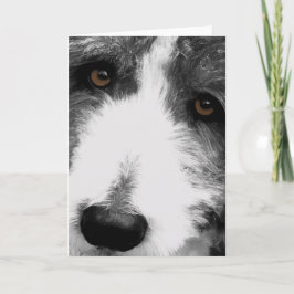 Bearded Collie Eyes Grußkarte Karte