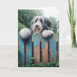 Bearded Collie Happy Birthday Karte
