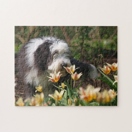 Bearded Collie im Frühling Puzzle (Horizontal)