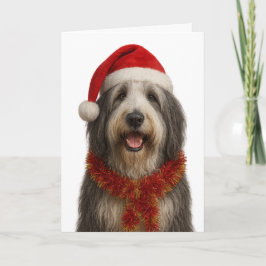 Bearded Collie in a Santa hat Christmas card Karte