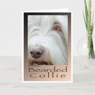 Bearded Collie Karte