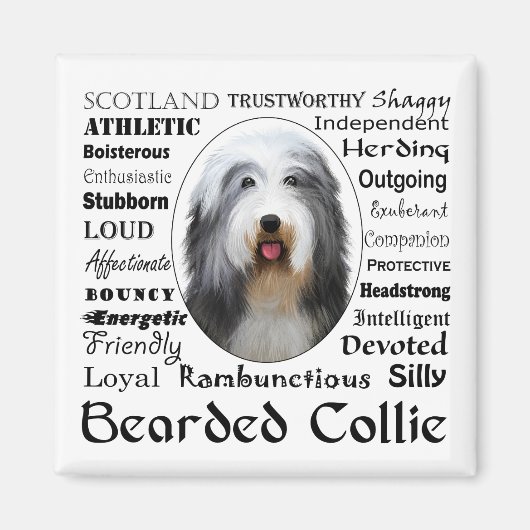 Bearded Collie Magnet (Vorne)