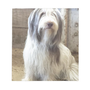 Bearded Collie Notizblock