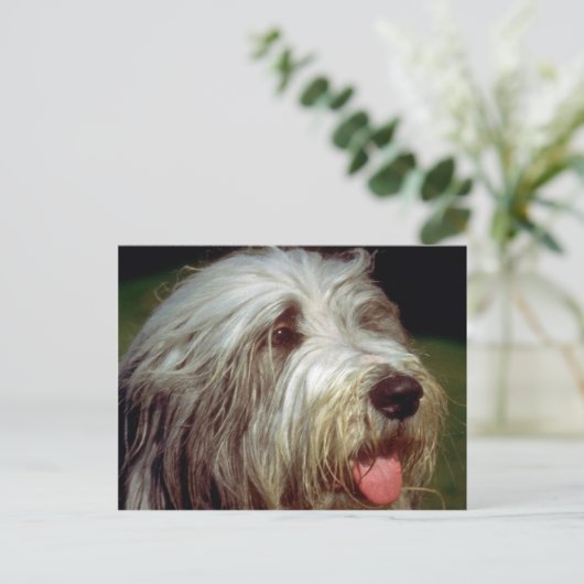 Bearded Collie Postkarte (Stehend Vorderseite)