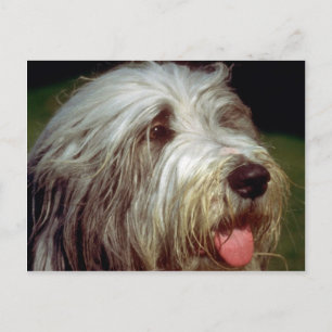 Bearded Collie Postkarte