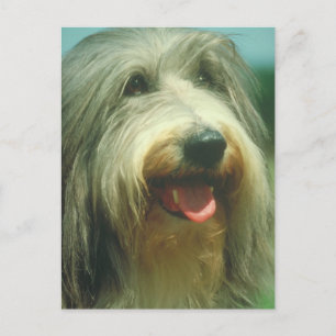 Bearded Collie Postkarte
