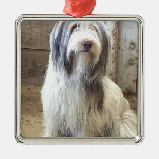 Bearded Collie Silbernes Ornament (Vorne)