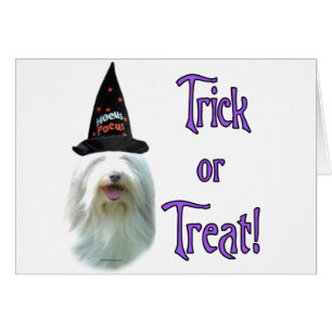Bearded Collie Trick