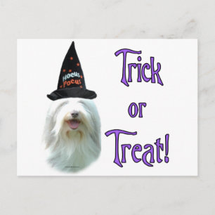 Bearded Collie Trick Postkarte