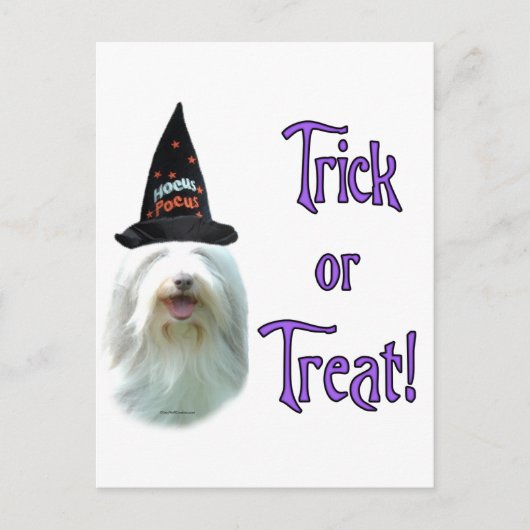 Bearded Collie Trick Postkarte (Vorderseite)