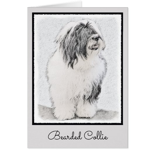 Bearded Collie Zeichnend - Niedliche Original Hund (Vorne)