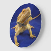 Bearded Dragon on Blue Große Wanduhr (Winkel)