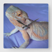 Bearded Dragon Picture Blue Quadratische Wanduhr (Vorderseite)