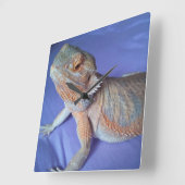 Bearded Dragon Picture Blue Quadratische Wanduhr (Winkel)