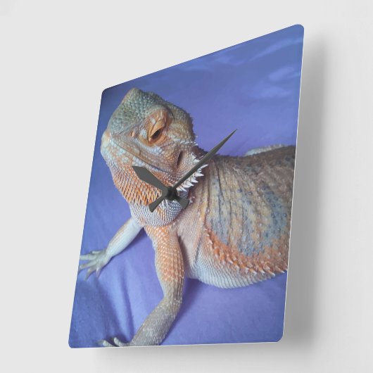Bearded Dragon Picture Blue Quadratische Wanduhr (Winkel)