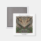 Bearded Dragon Promo Piece Magnet (Vorderseite/Rückseite)
