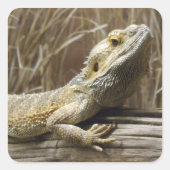 Bearded Dragon Reptile Stickers (Vorderseite)