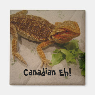 Bearded Dragon Spaß Canadian Eh! Magnet