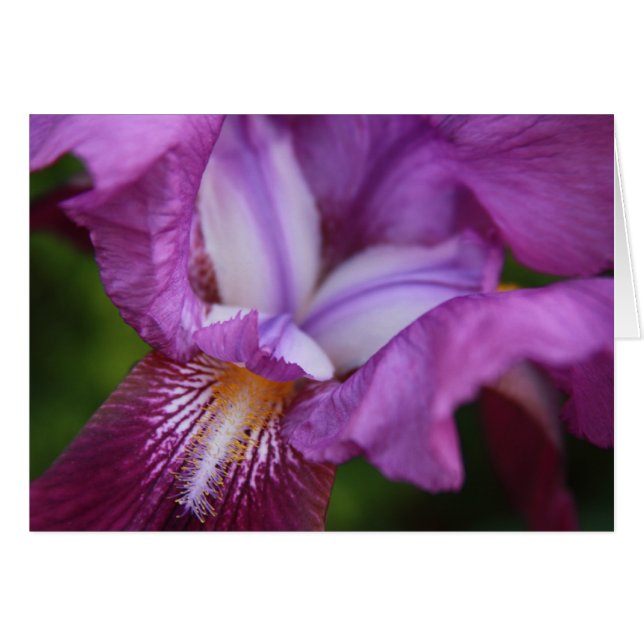 Bearded Iris (Vorderseite (Horizontal))
