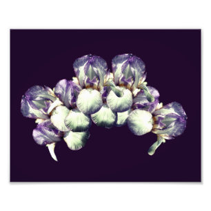 Bearded Iris Blume Bouquet 8x10 Fotodruck