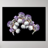 Bearded Iris Blume Bouquet Poster (Vorne)