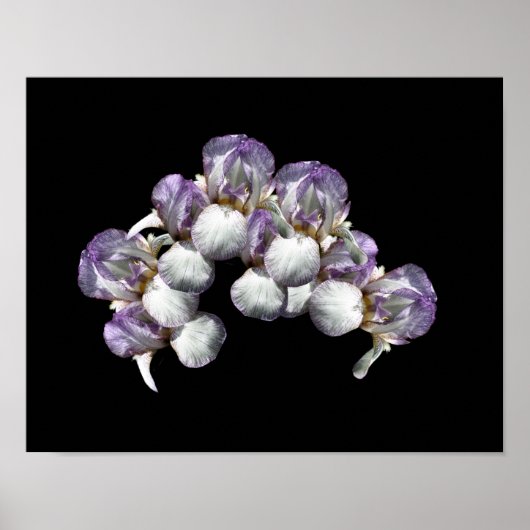 Bearded Iris Blume Bouquet Poster (Vorne)