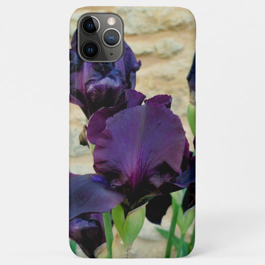 Bearded Iris Case-Mate iPhone Hülle (Rückseite)