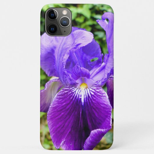 Bearded Iris Case-Mate iPhone Hülle (Rückseite)
