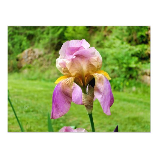 Bearded Iris Fotodruck (Vorne)