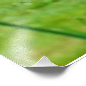 Bearded Iris Fotodruck (Ecke)