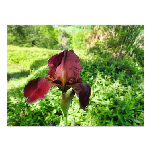 Bearded Iris Fotodruck (Vorne)