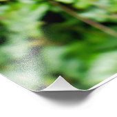 Bearded Iris Fotodruck (Ecke)