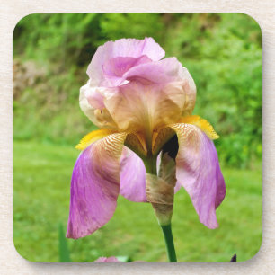Bearded Iris Getränkeuntersetzer