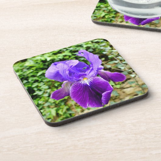 Bearded Iris Getränkeuntersetzer (Linke Seite)