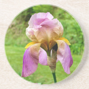Bearded Iris Getränkeuntersetzer