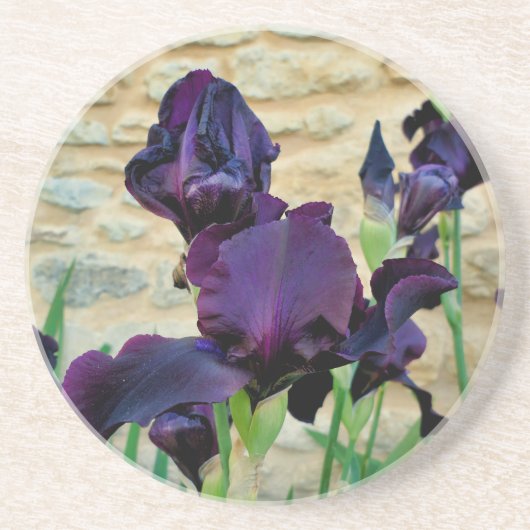 Bearded Iris Getränkeuntersetzer (Vorne)