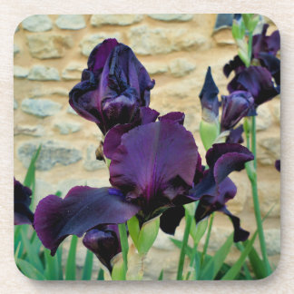 Bearded Iris Getränkeuntersetzer