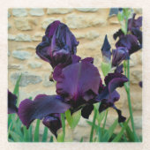 Bearded Iris Glasuntersetzer (Vorderseite)