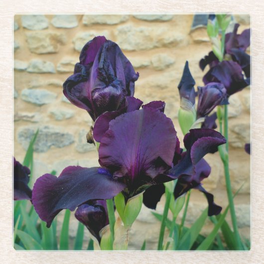 Bearded Iris Glasuntersetzer (Vorderseite)