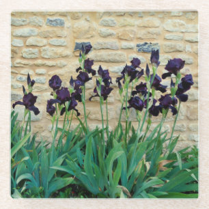 Bearded Iris Glasuntersetzer