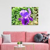 Bearded Iris Leinwanddruck (Insitu (Wohnzimmer))