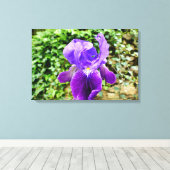 Bearded Iris Leinwanddruck (Insitu (Holzboden))