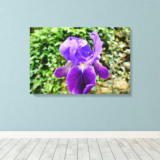 Bearded Iris Leinwanddruck (Insitu (Holzboden))